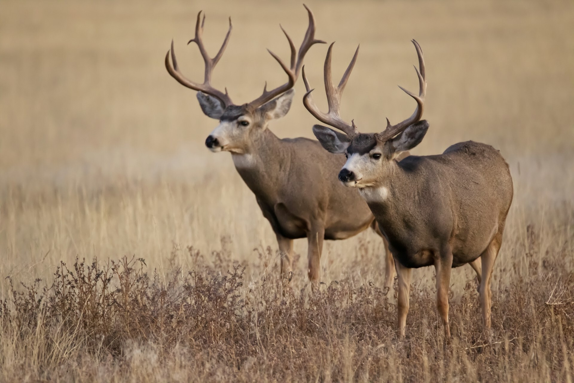 Two deer grazing in Colorado