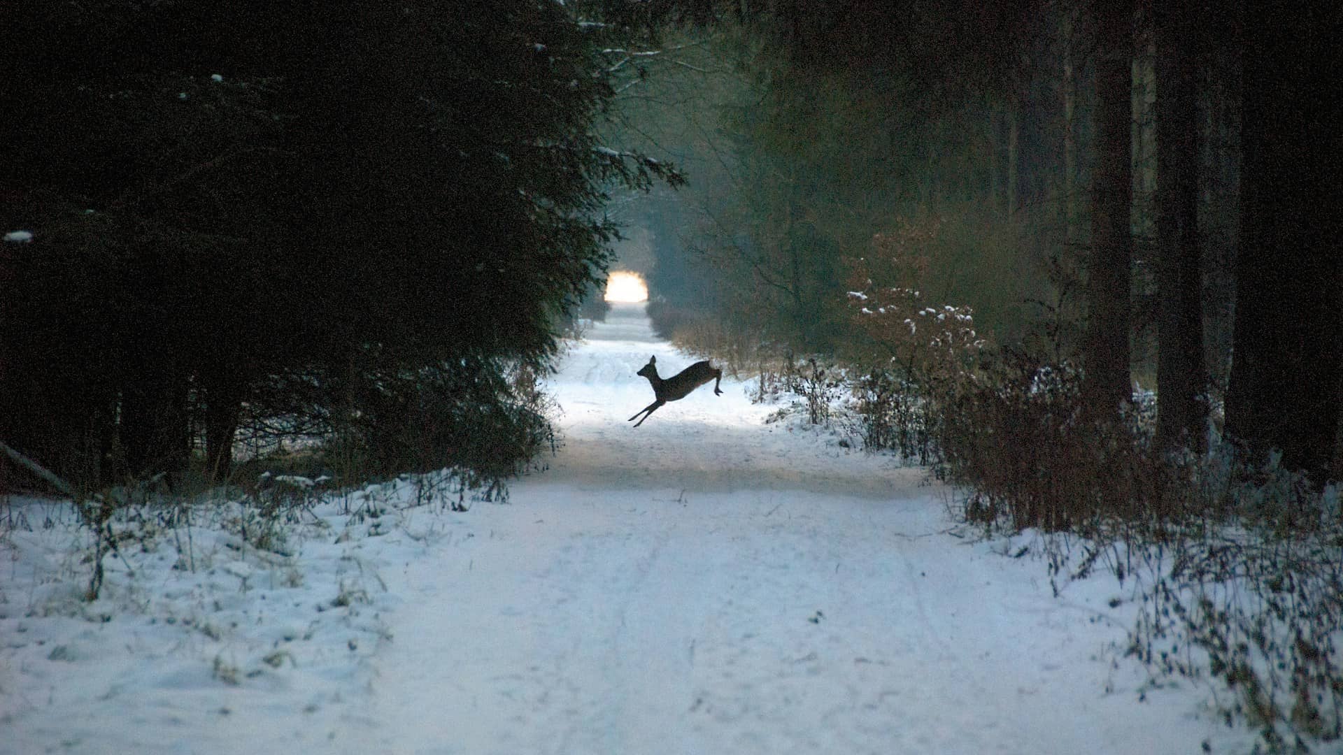 deer jumping in the snow